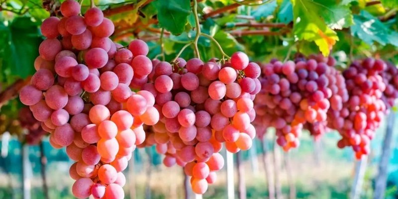 Exportaciones agropecuarias registraron en 2024 el mayor crecimiento de los últimos diez años