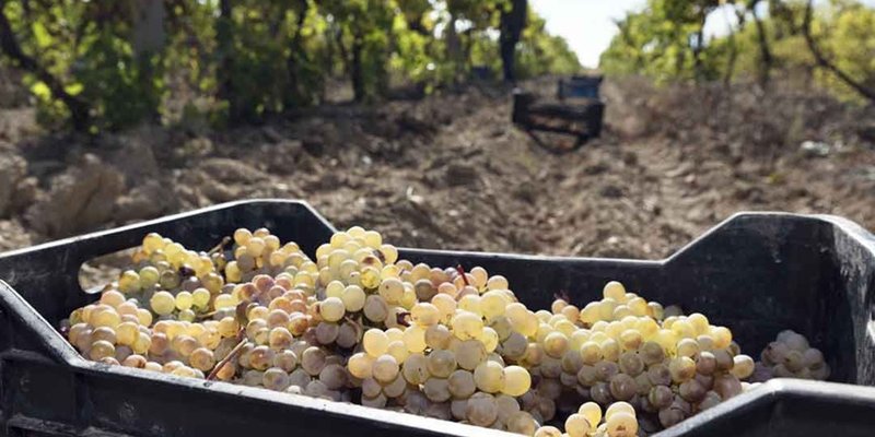 Sustentabilidad & Logística: Cooperación en el transporte de uvas reduce costos en la industria del pisco